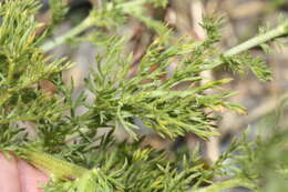 Image of corn chamomile