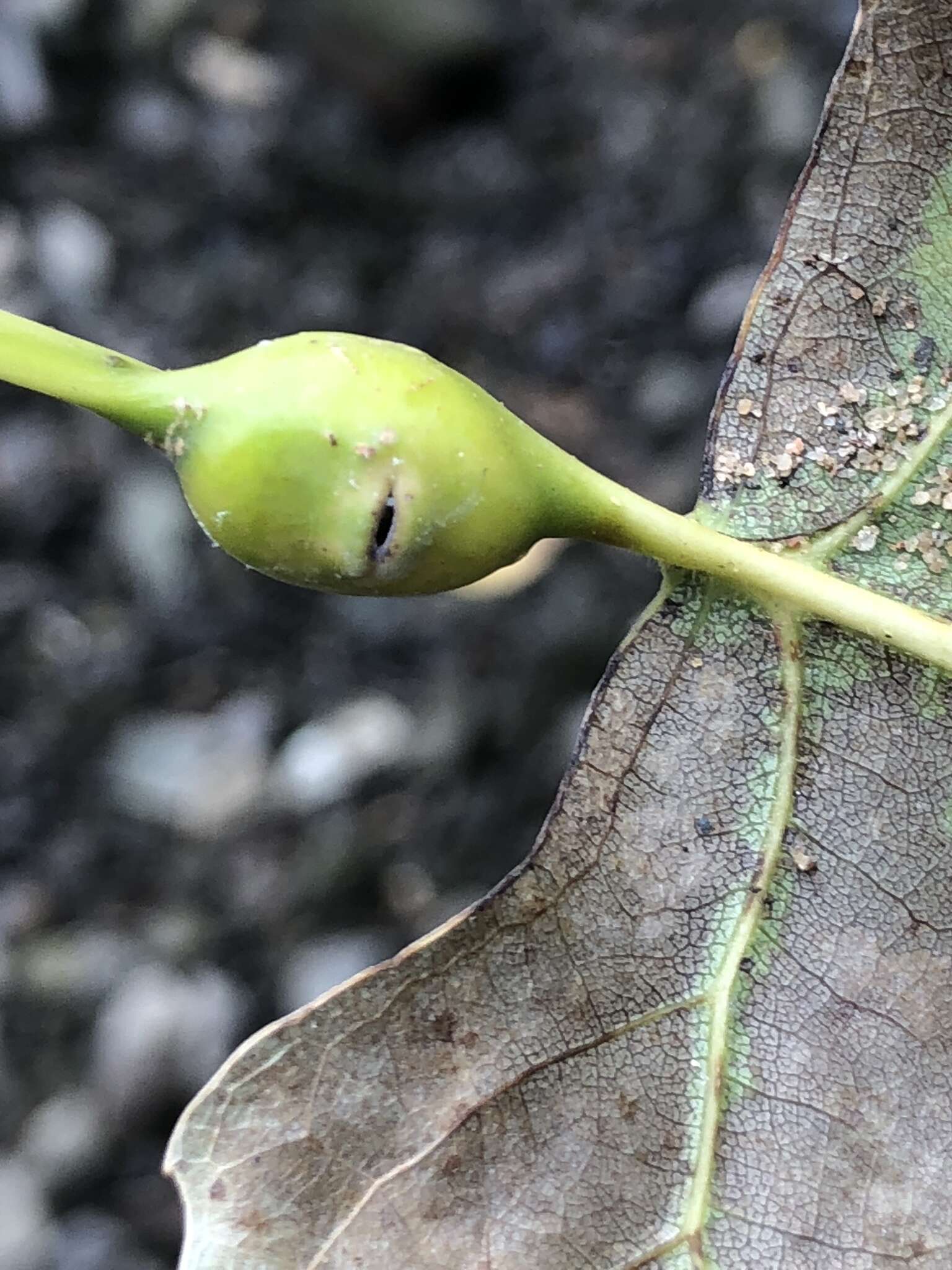 Image of Aphid