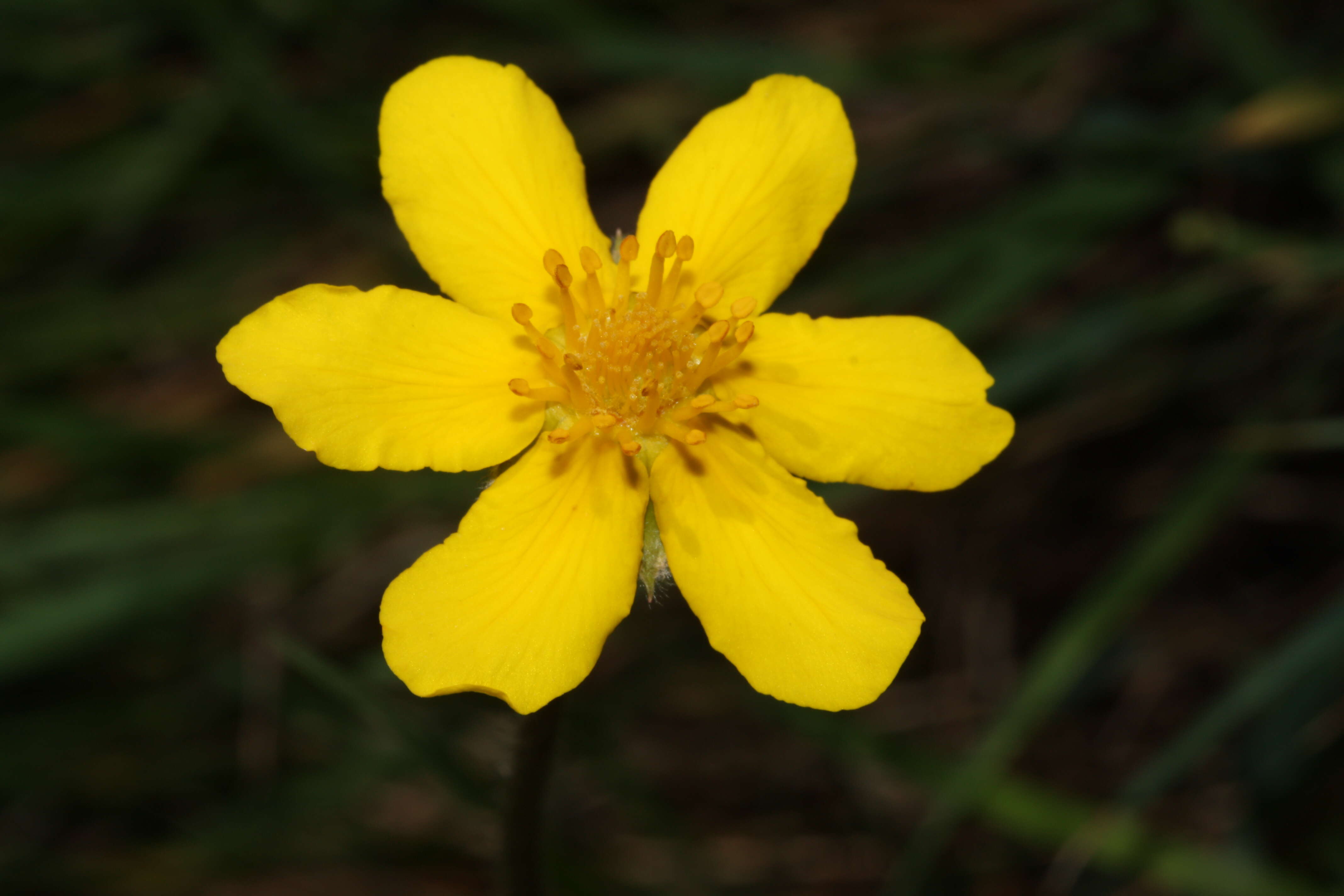 Image of Argentina egedii