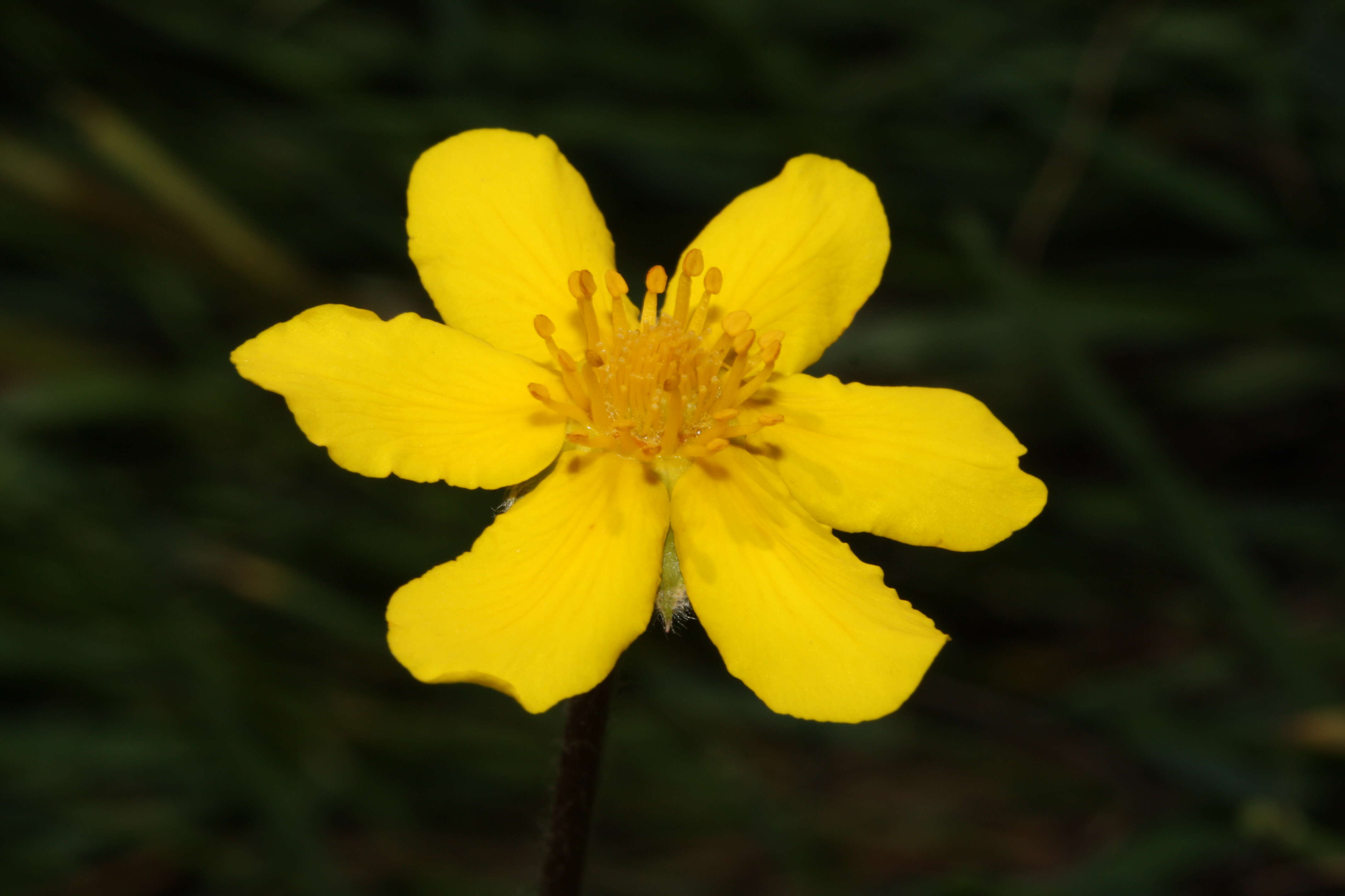 Image of Argentina egedii