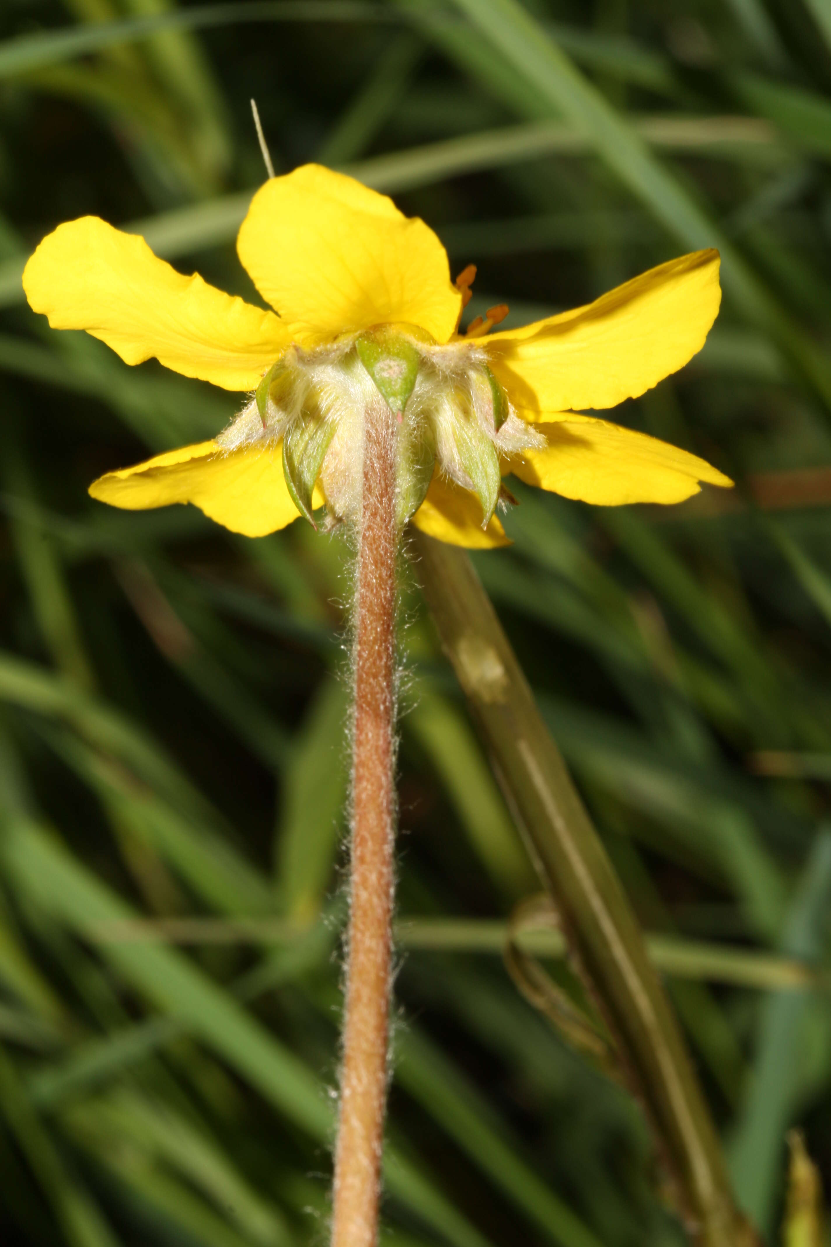 Image of Argentina egedii