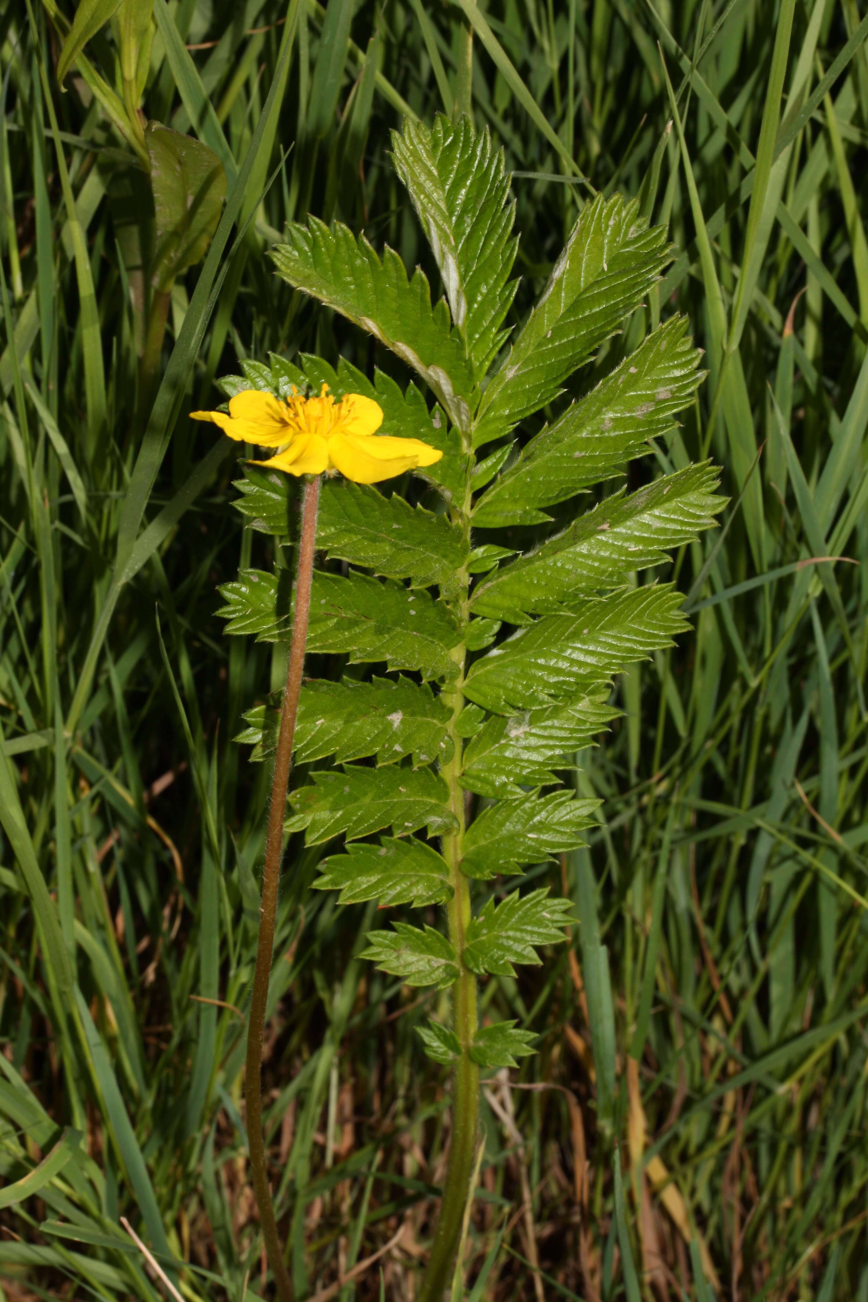 Image of Argentina egedii