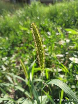 Image of Foxtail millet