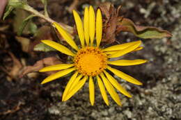 Grindelia integrifolia DC. resmi