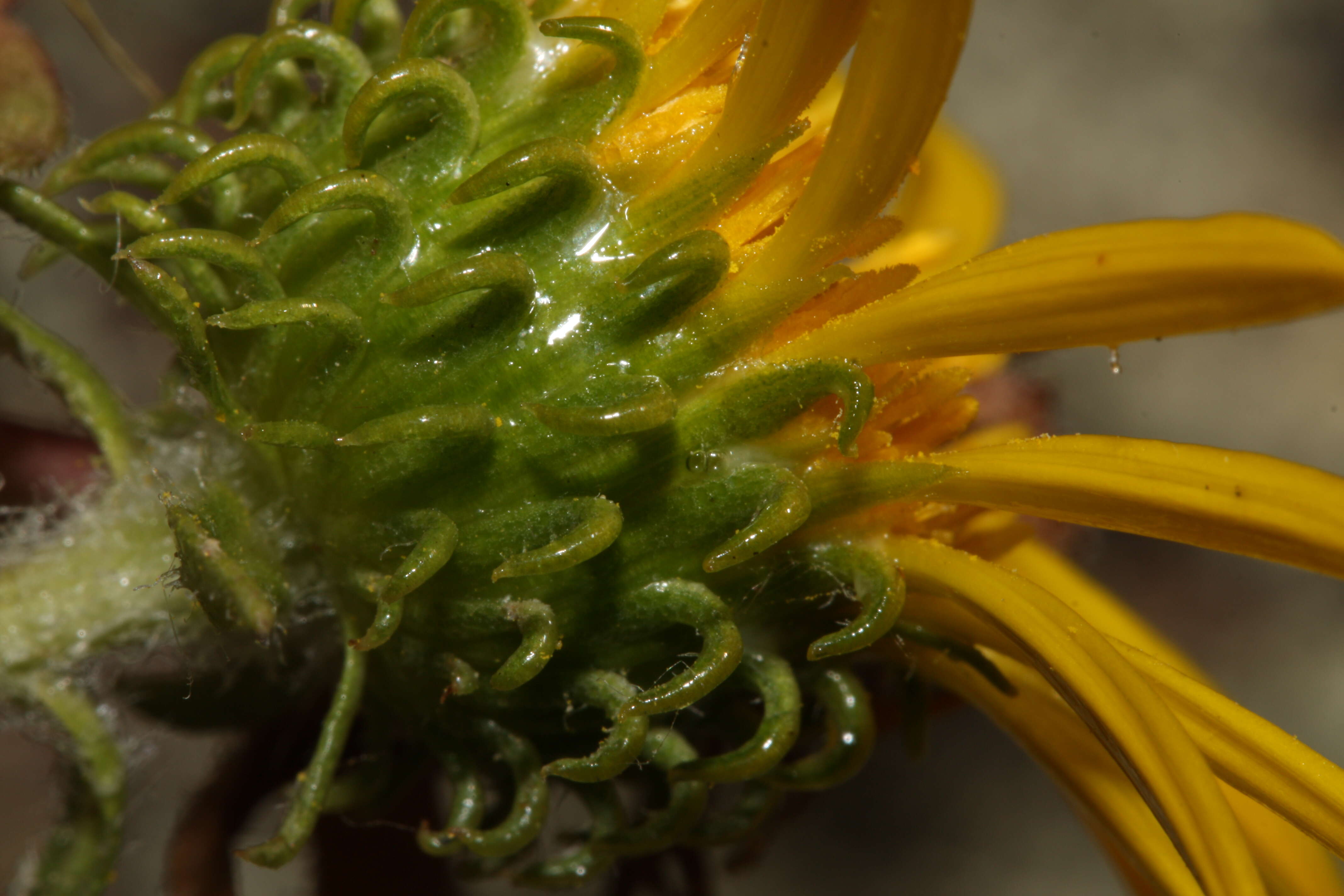 Grindelia integrifolia DC. resmi