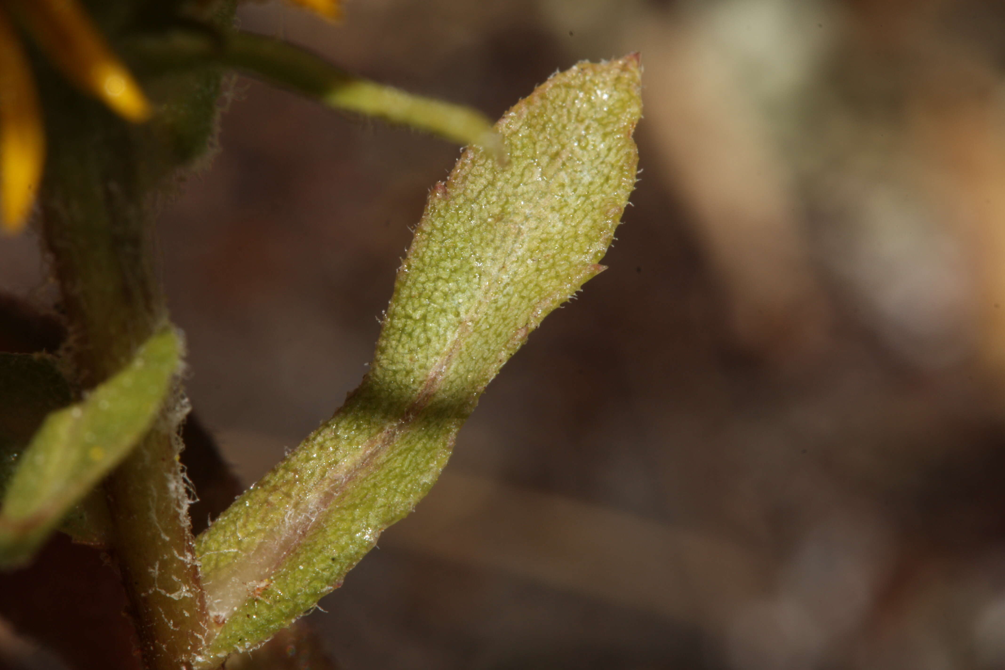 Image of Entire-leaved Gumweed