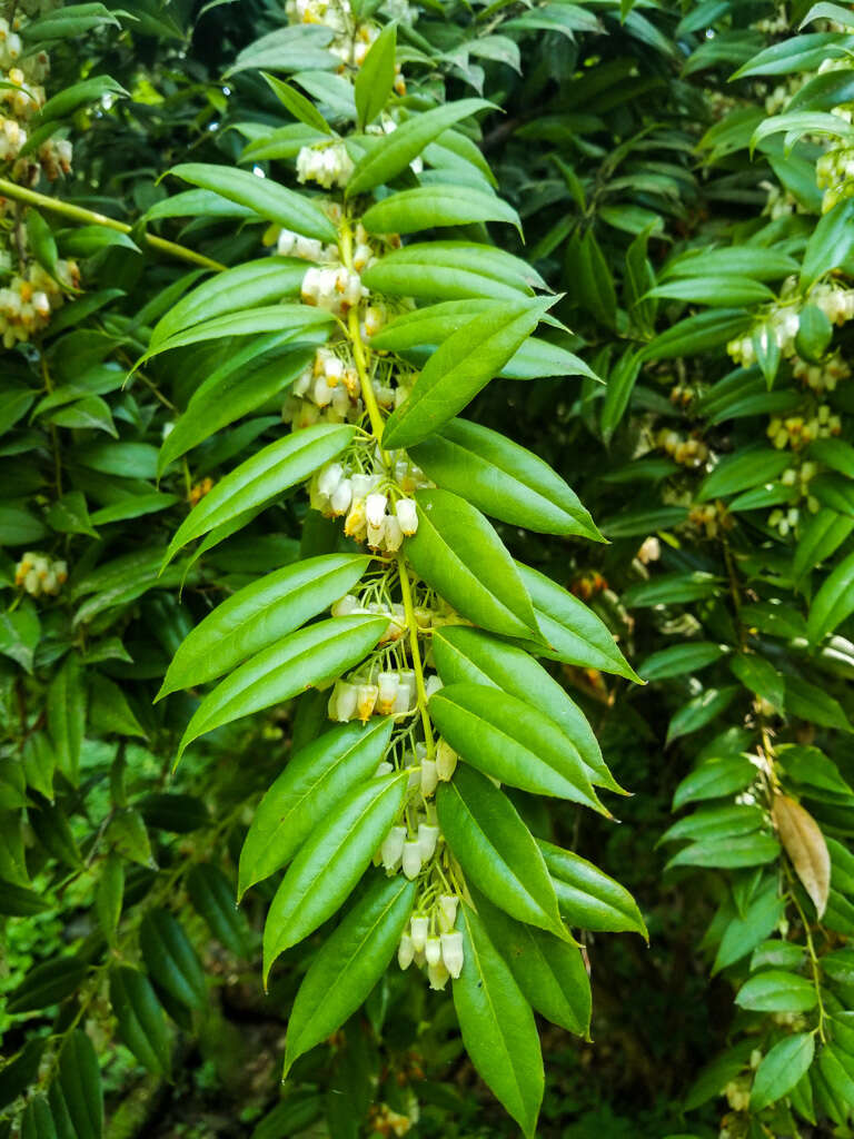 Agarista populifolia (Lam.) W. S. Judd的圖片