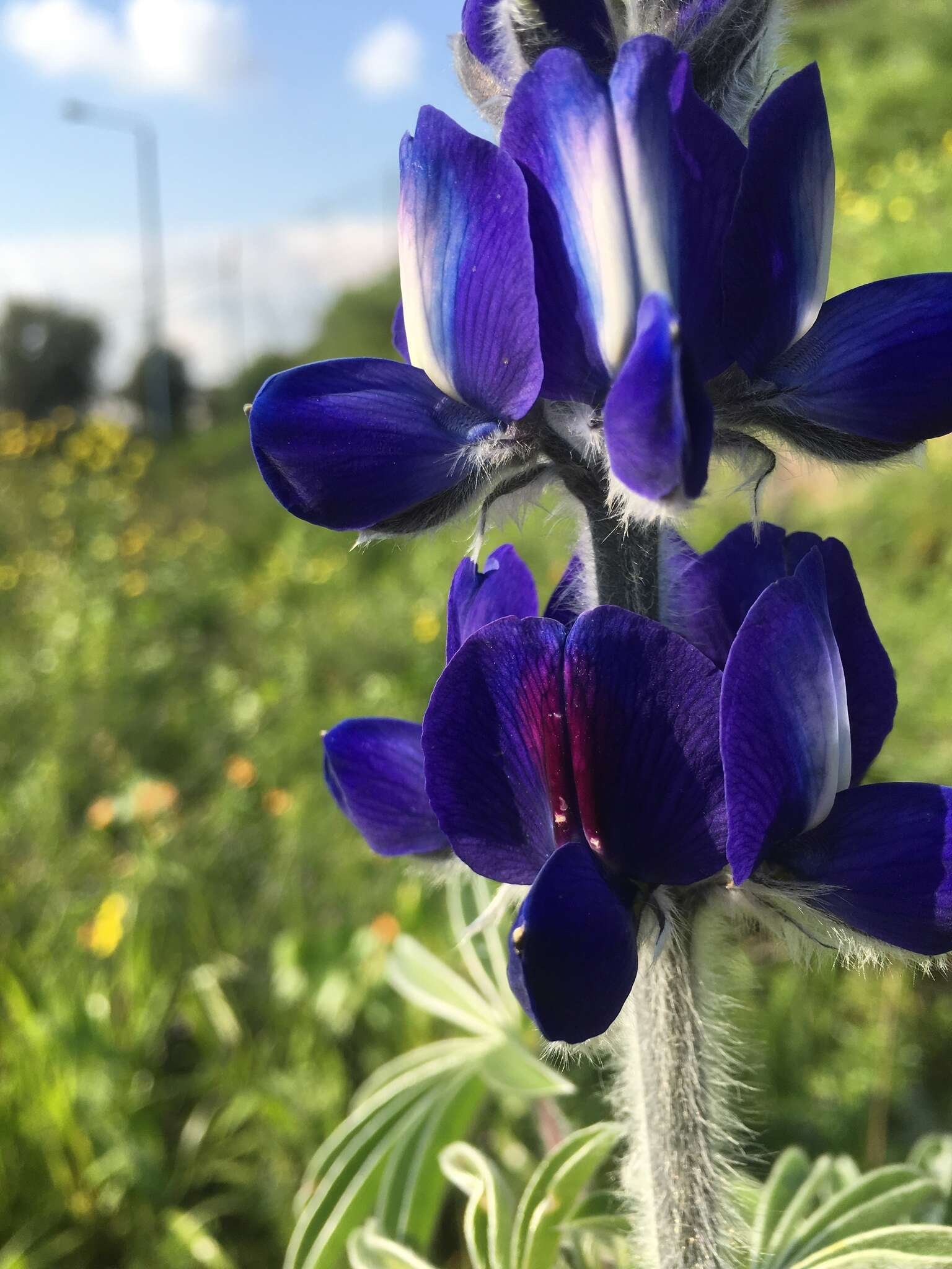 Image of blue lupine