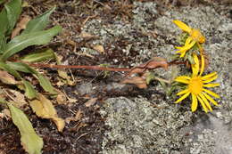 Grindelia integrifolia DC. resmi