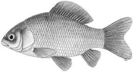 Image of Crucian Carp