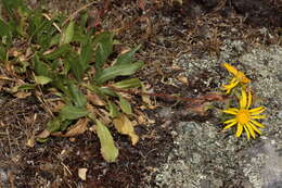 Grindelia integrifolia DC. resmi