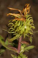 Grindelia integrifolia DC. resmi