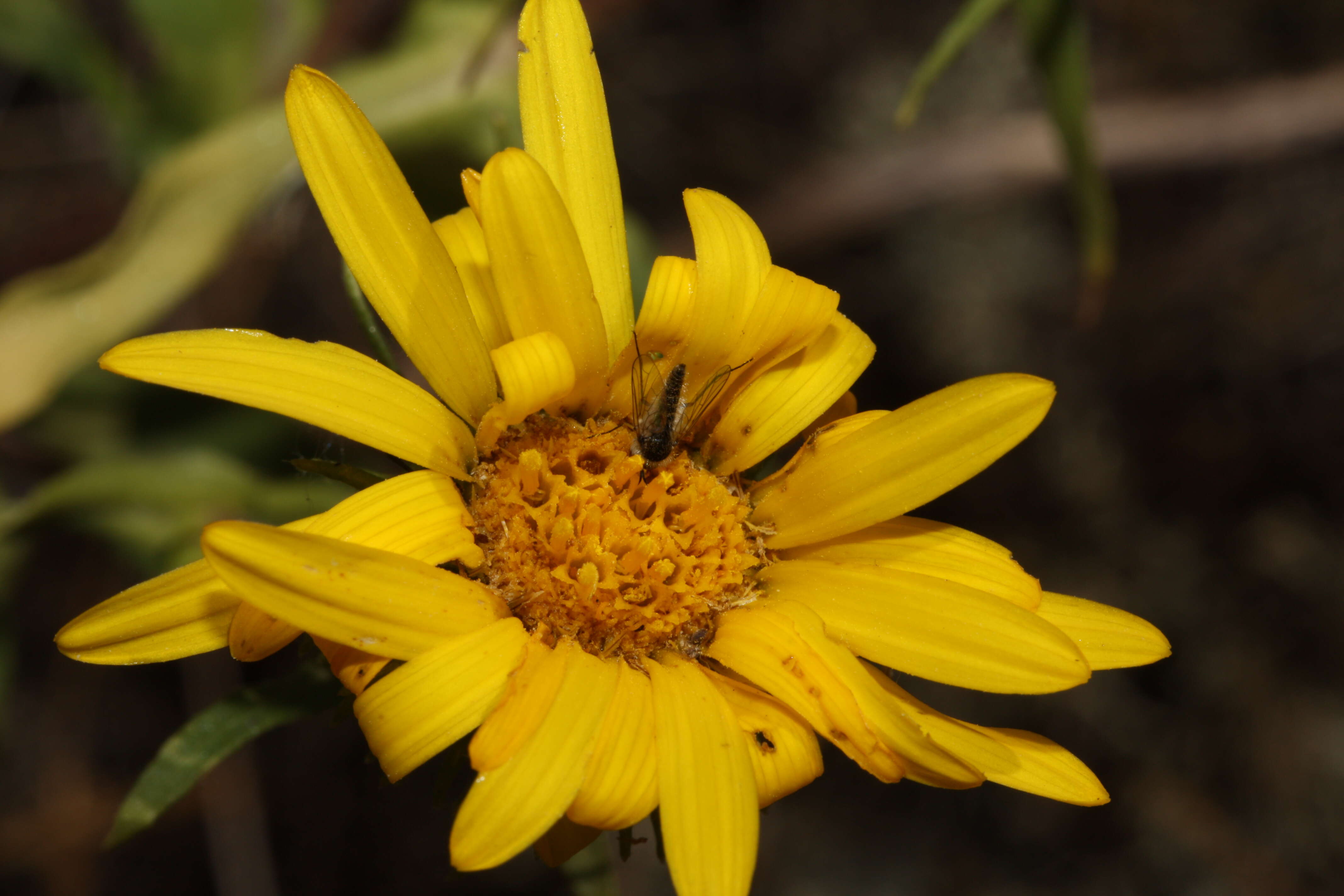 Grindelia integrifolia DC. resmi