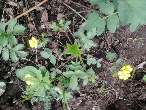 Imagem de Potentilla fragarioides L.