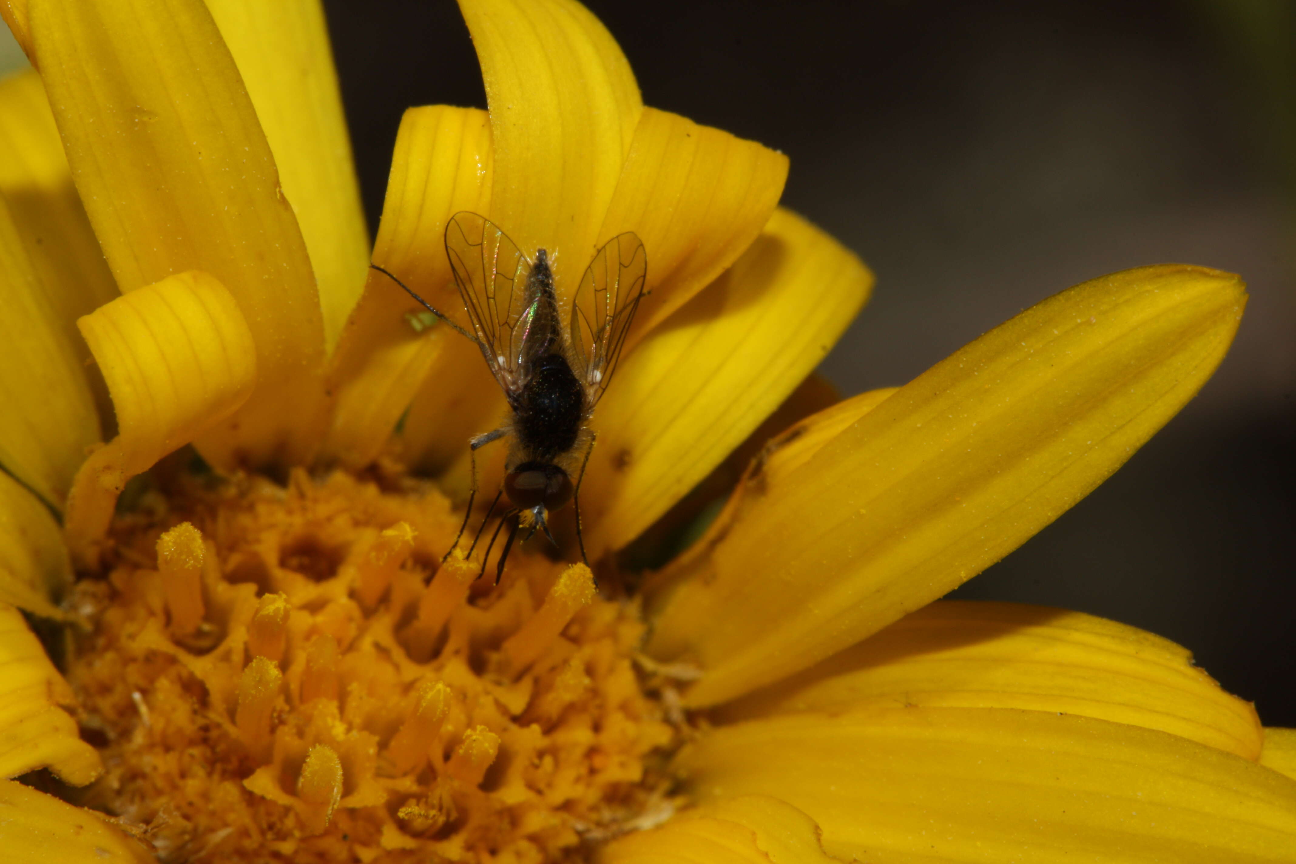 Image of Entire-leaved Gumweed