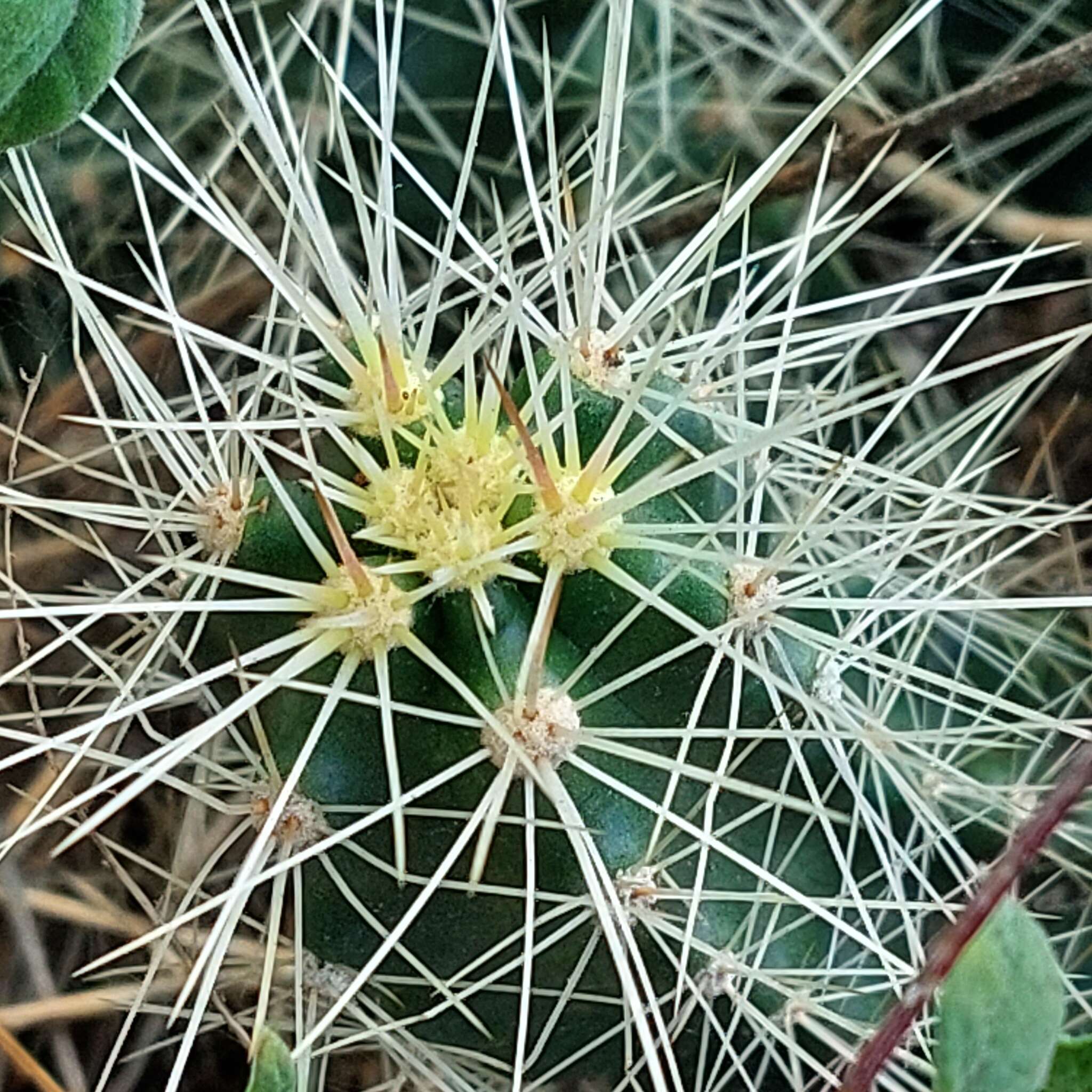 Image de Echinocereus cinerascens (DC.) H. P. Kelsey & Dayton