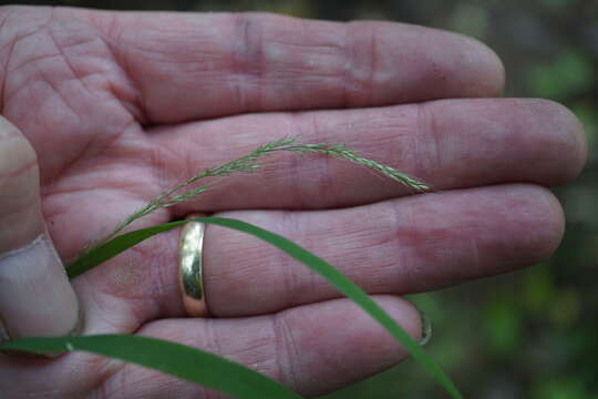 Imagem de Muhlenbergia sylvatica Torr.