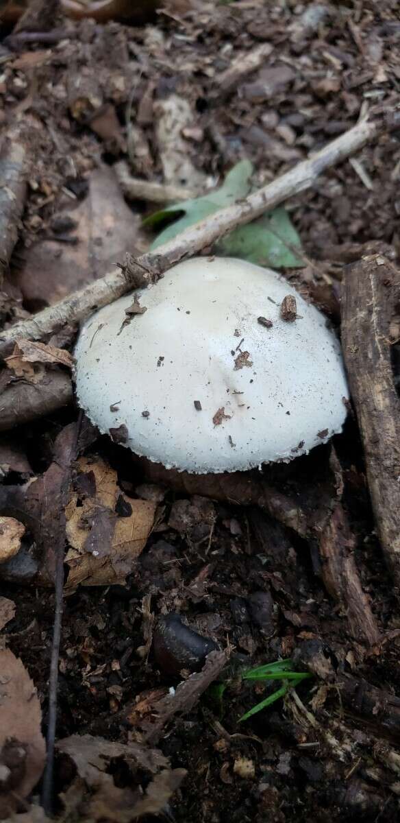 Image of Agaricus butyreburneus Kerrigan, Guinb. & Callac 2016