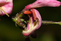 Image of pink honeysuckle