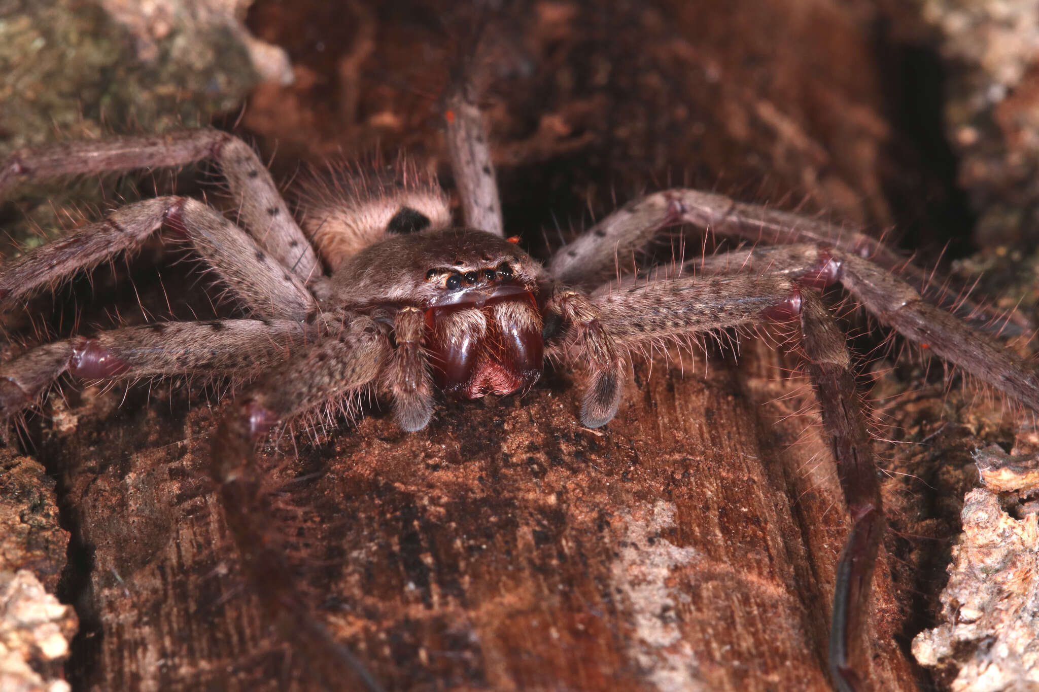 Image of Isopeda villosa L. Koch 1875