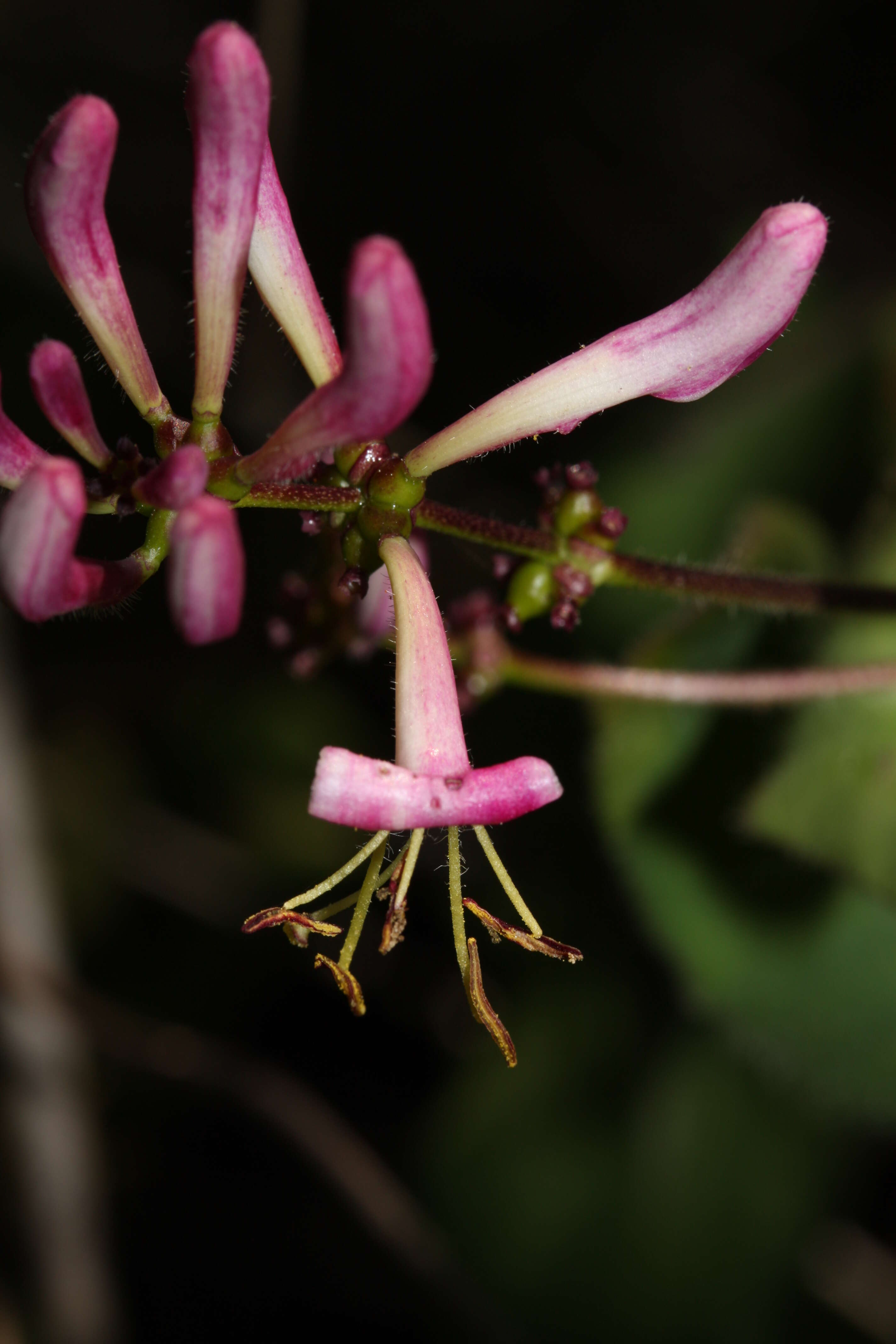 Image of pink honeysuckle