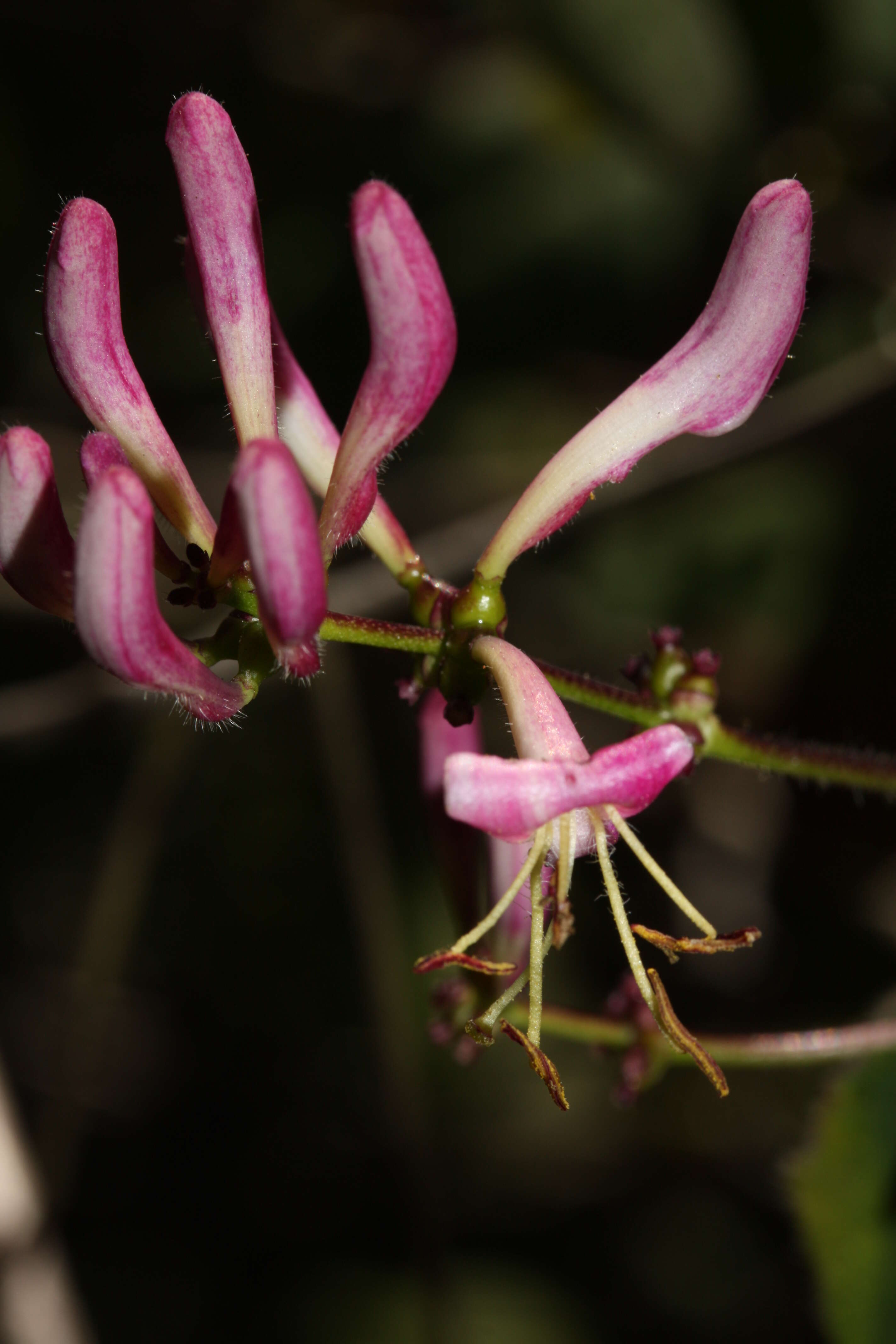 Image of pink honeysuckle