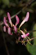 Image of pink honeysuckle