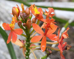 Sivun Epidendrum ibaguense Kunth kuva