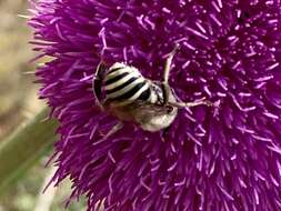 Image of Rocky Mountain Anthophora