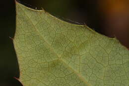 Image of Hollyleaved barberry