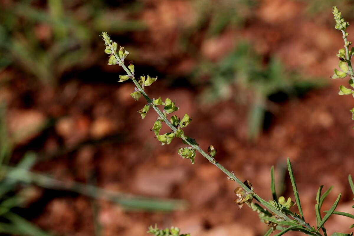 Image of Narrowleaf becium