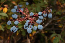 Image of Hollyleaved barberry