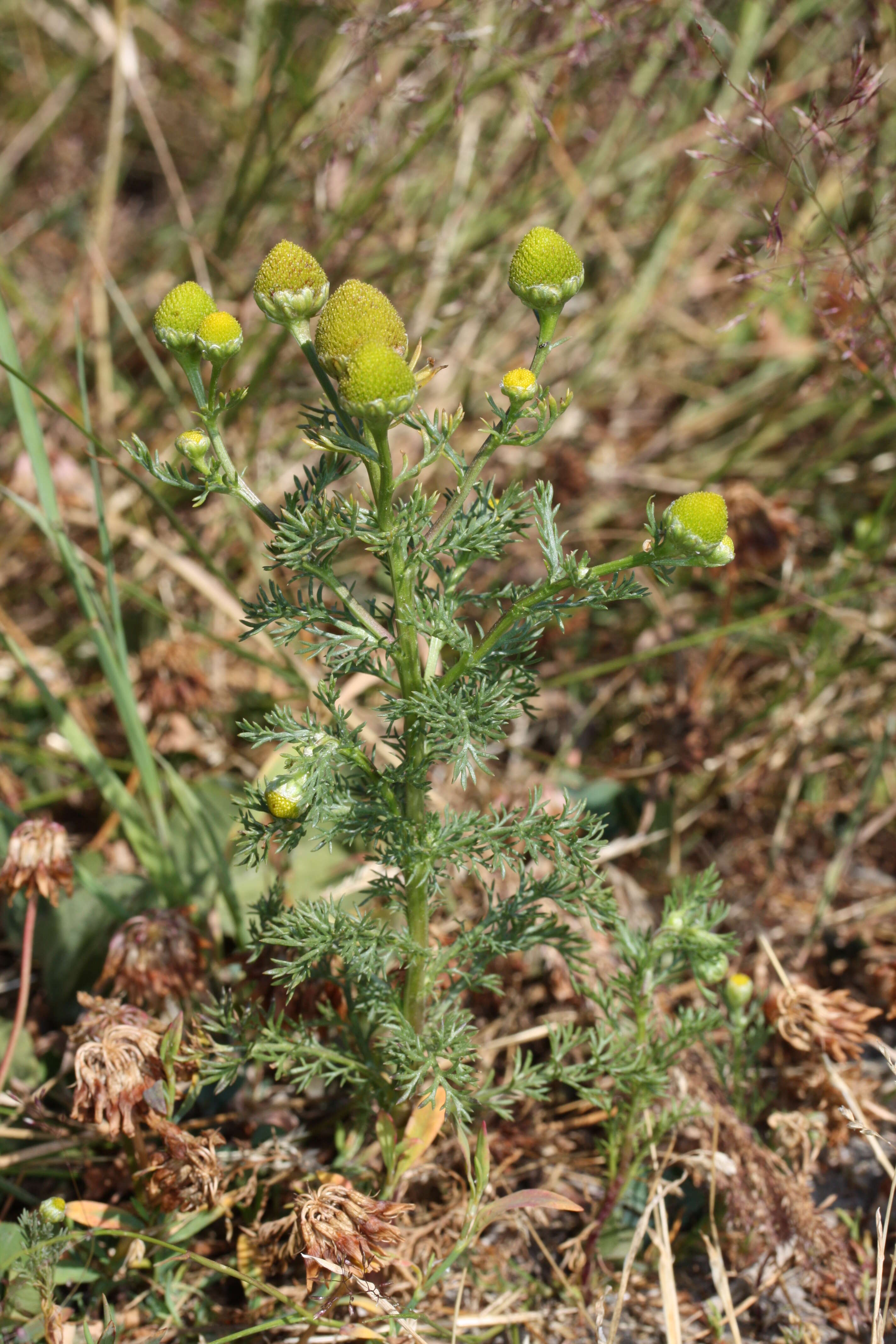 Image of disc mayweed