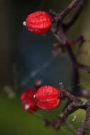 Imagem de Sambucus racemosa L.