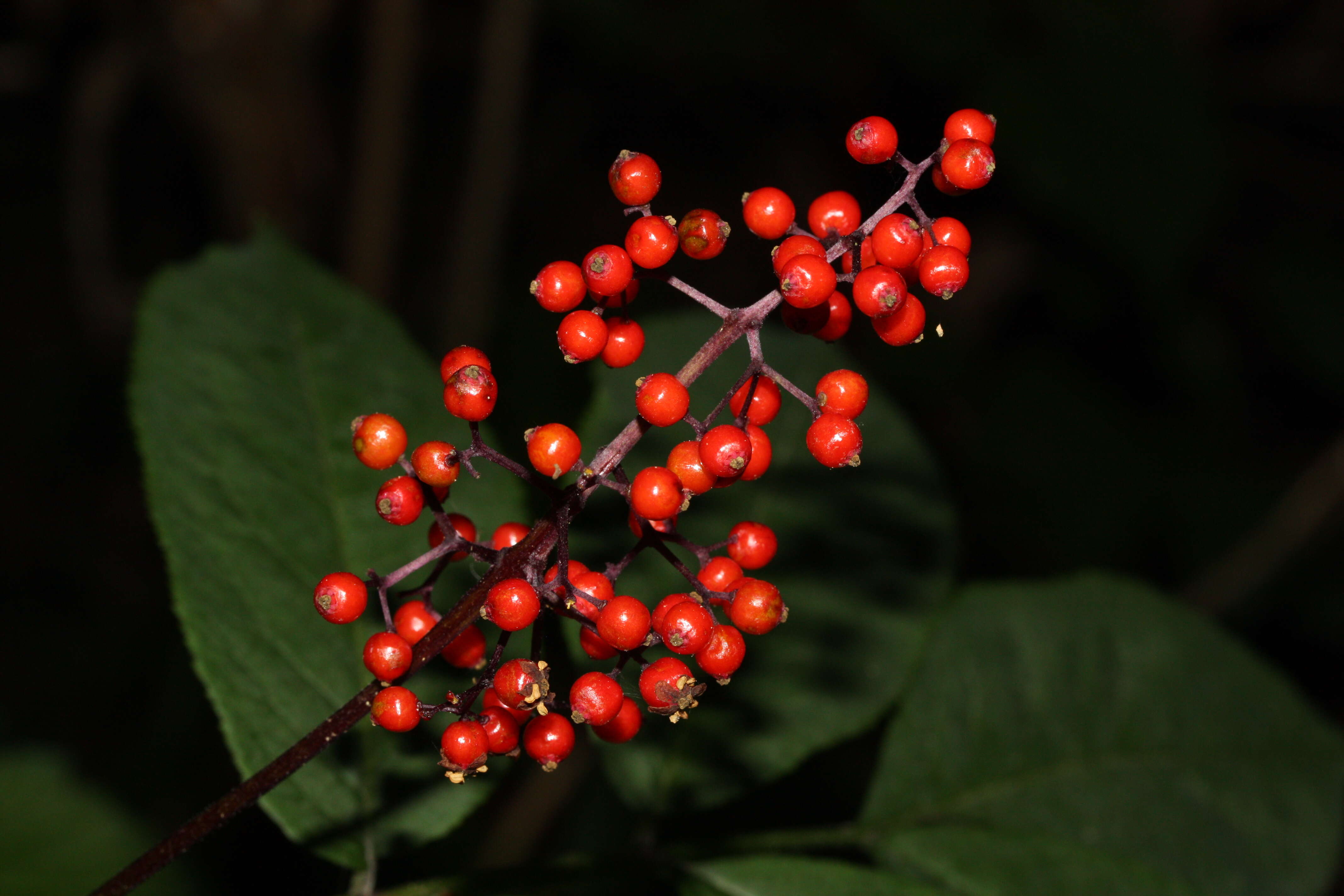 Imagem de Sambucus racemosa L.