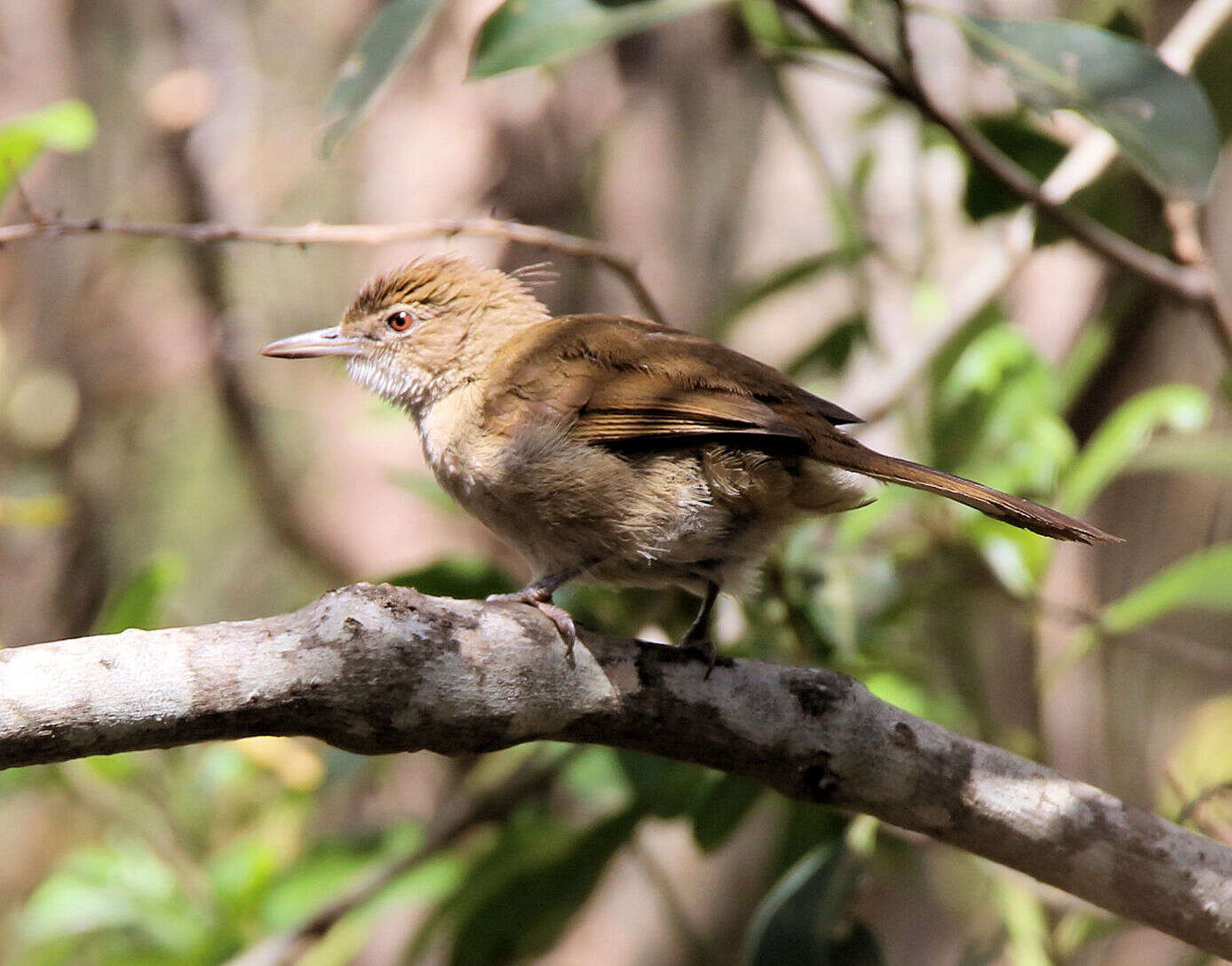 Image of Phyllastrephus terrestris terrestris Swainson 1837