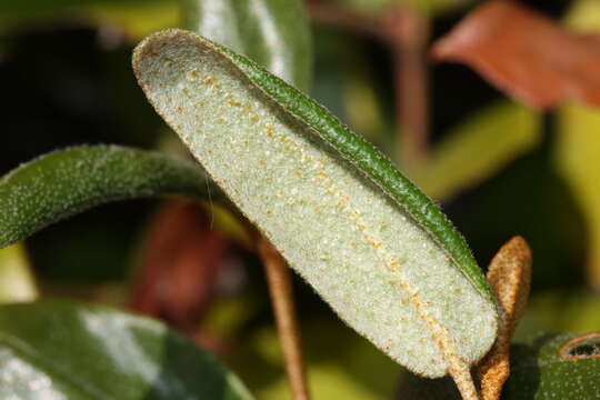 Imagem de Shepherdia canadensis (L.) Nutt.