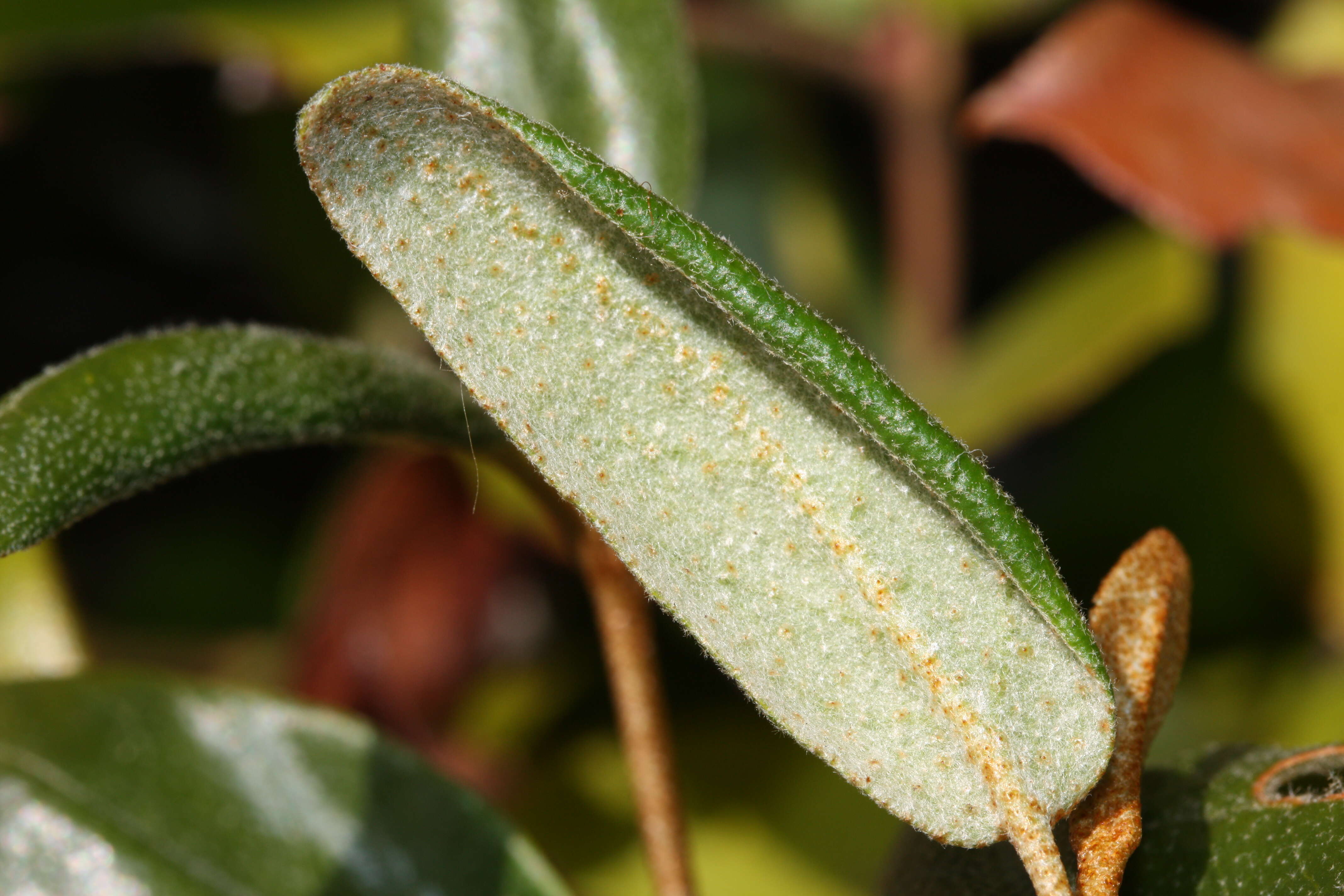 Imagem de Shepherdia canadensis (L.) Nutt.