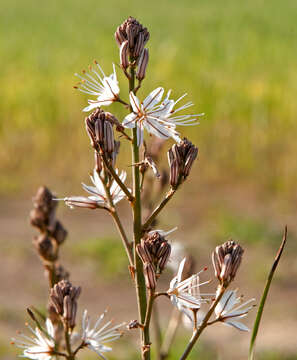 Image of Asphodelus ramosus L.