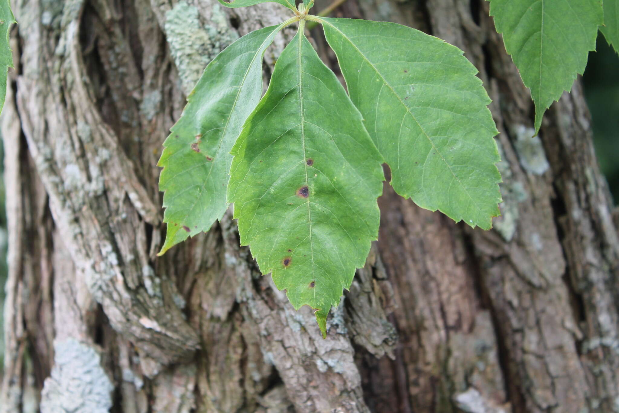 Image of Phyllosticta parthenocissi K. Zhang, N. Zhang & L. Cai 2013