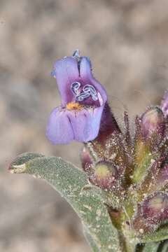 Penstemon barnebyi N. H. Holmgren resmi