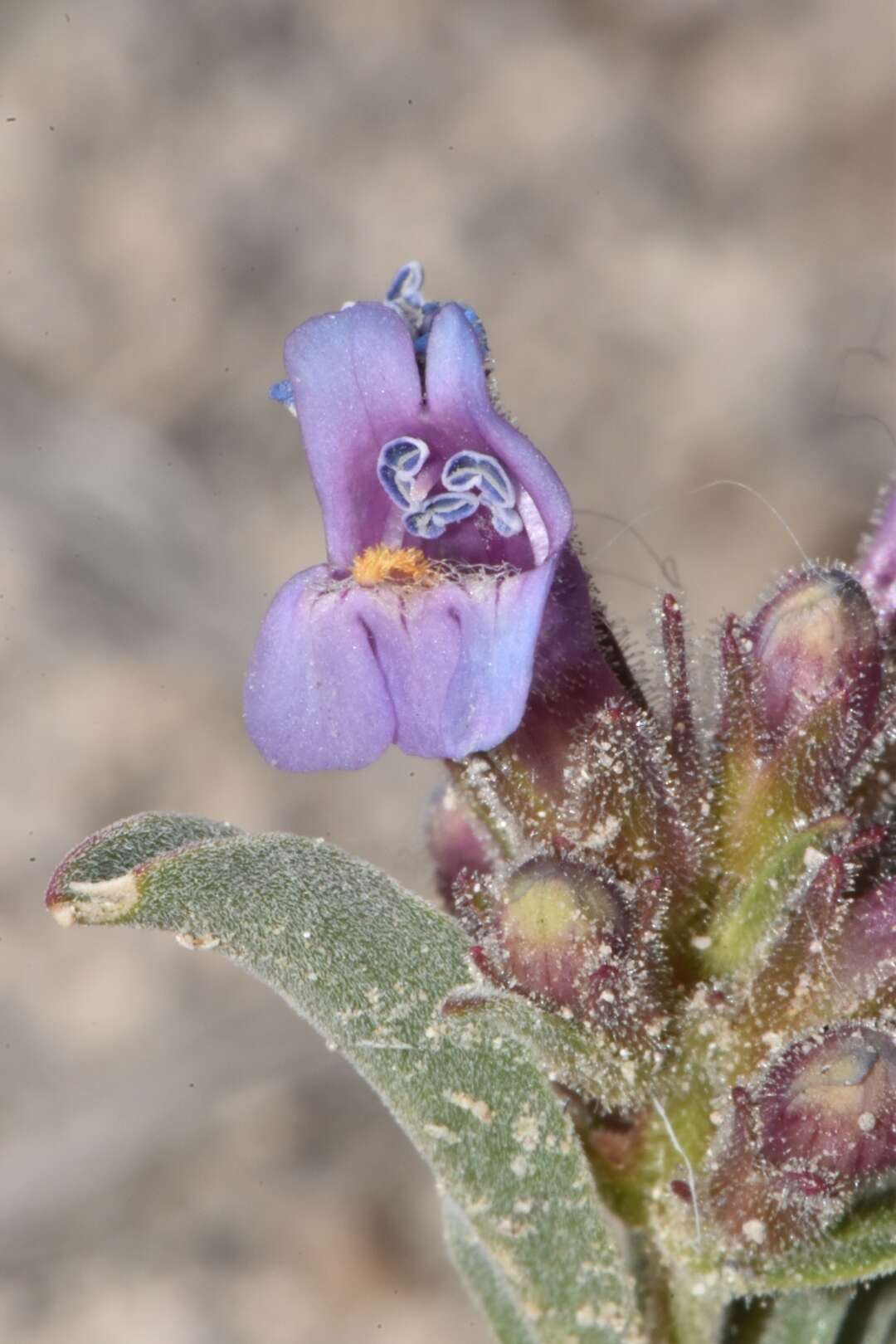 Image of White River Valley beardtongue