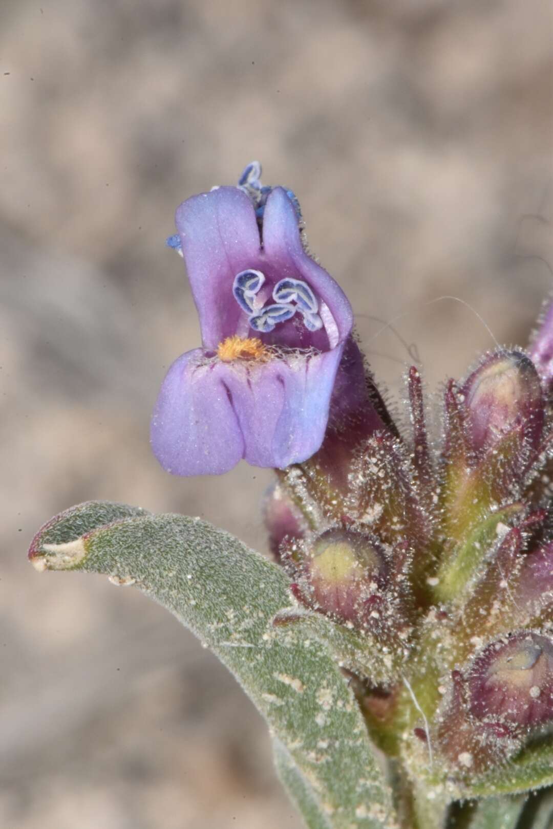 Image de Penstemon barnebyi N. H. Holmgren