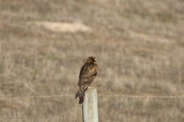 Image of Northern Harrier