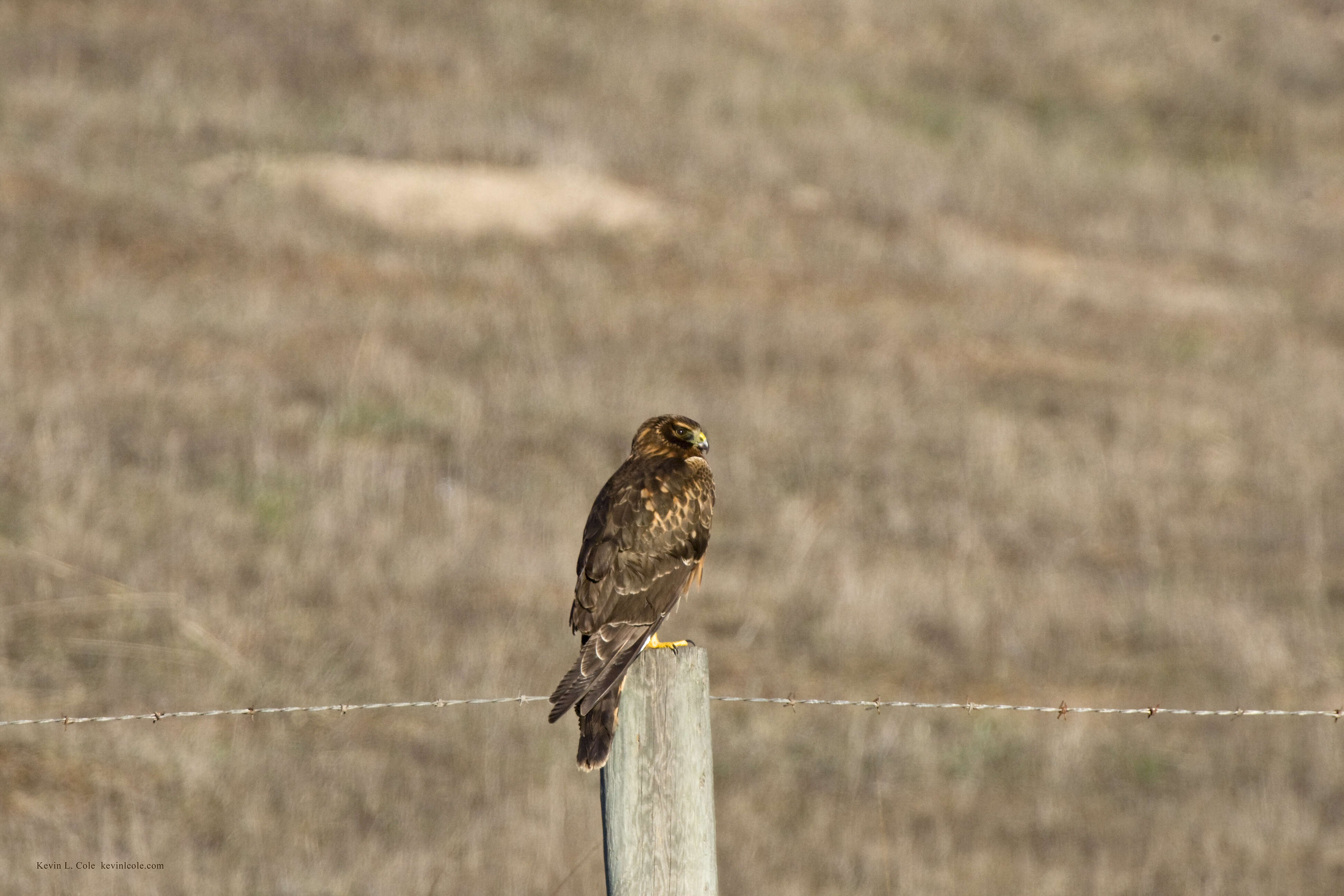 Image of Northern Harrier