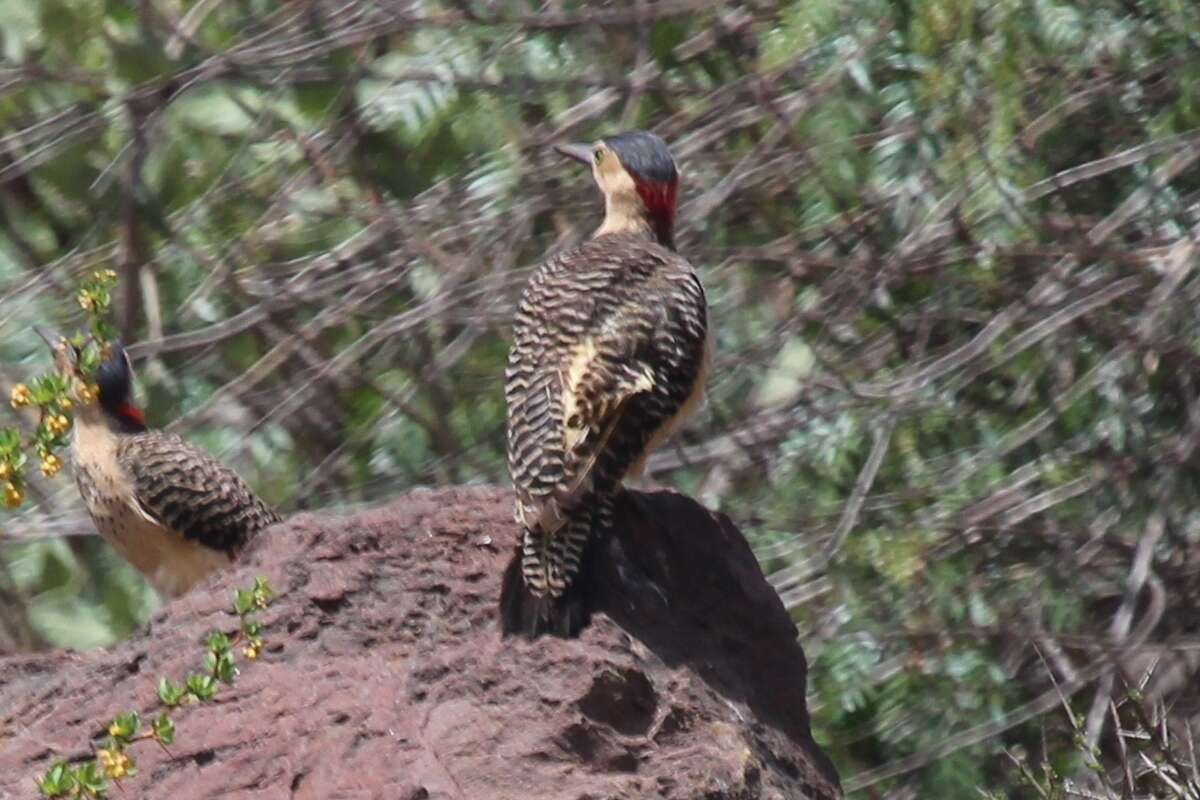 Image of Andean Flicker