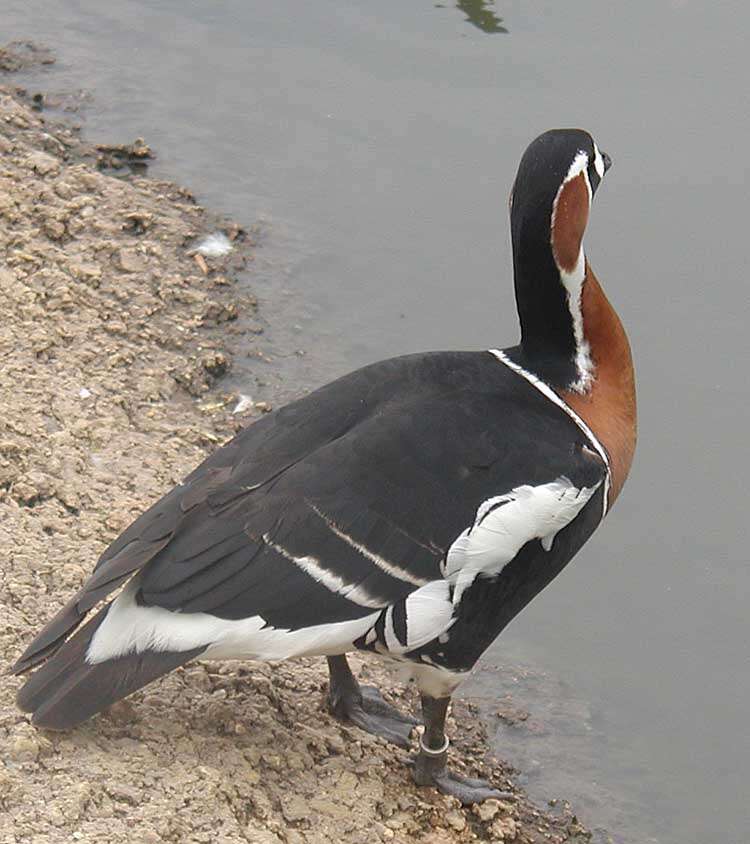 Image of Red-breasted Goose