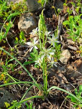 Image of Ornithogalum narbonense L.