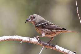 Image of Hispaniolan Crossbill