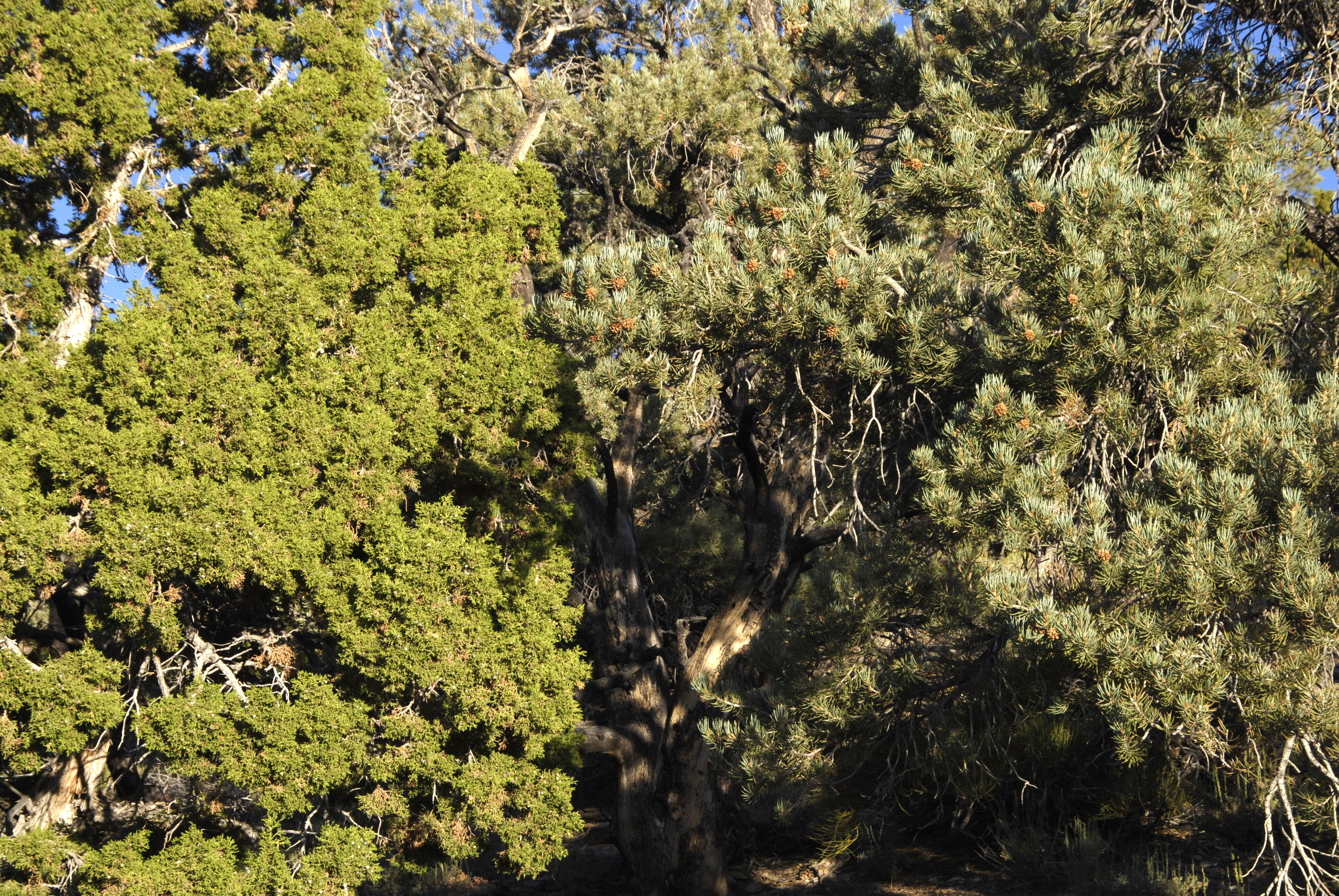 Image of Bigberry Juniper